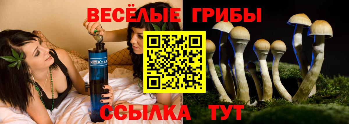 Псилоцибиновые грибы Psilocybe Советская Гавань